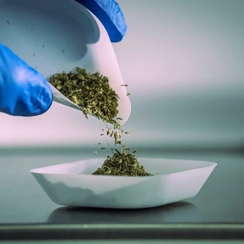 Dried cannabis flower being poured into a weighing boat