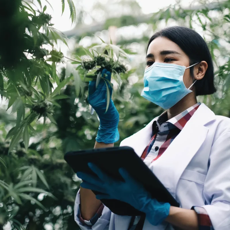 Scientist with a tablet examining a cannabis plant in a greenhouse