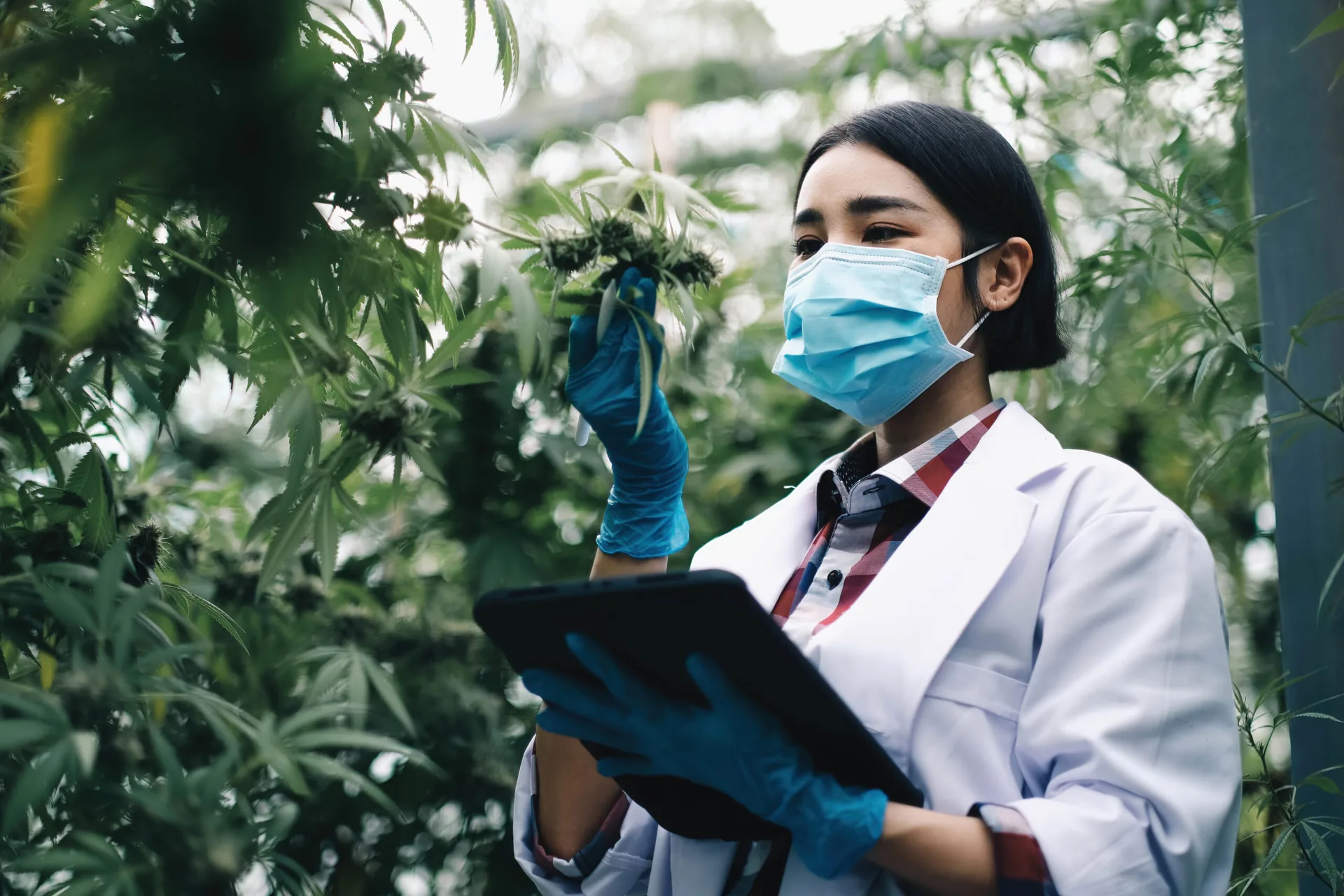 Scientist with a tablet examining a cannabis plant in a greenhouse
