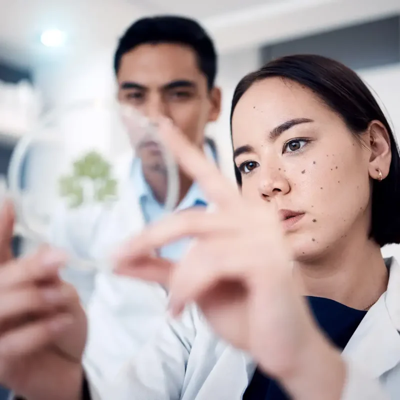 Two scientists examining a cannabis sample in a laboratory